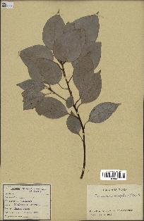 spécimen de Cinnamomum camphora