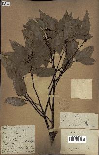spécimen de Cinnamomum burmannii
