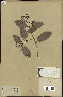 spécimen de Cinnamomum burmannii