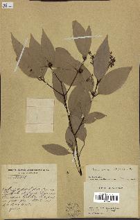 spécimen de Cinnamomum burmannii