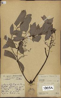 spécimen de Cinnamomum burmannii