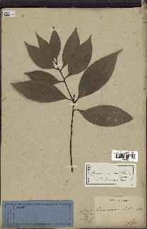 spécimen de Cinnamomum burmannii