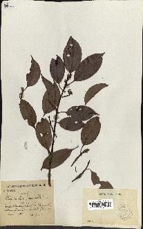 spécimen de Cinnamomum burmannii