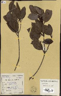 spécimen de Cinnamomum burmannii