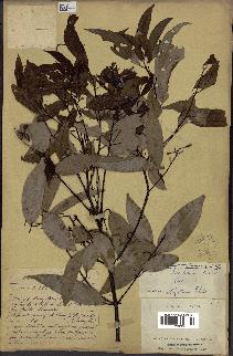 spécimen de Cinnamomum burmannii