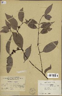 spécimen de Cinnamomum burmannii