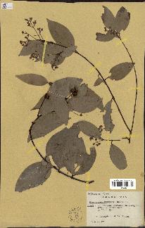 spécimen de Cinnamomum burmannii