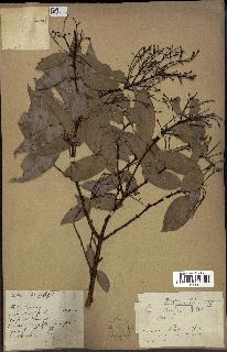 spécimen de Cinnamomum burmannii