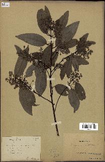 spécimen de Cinnamomum burmannii