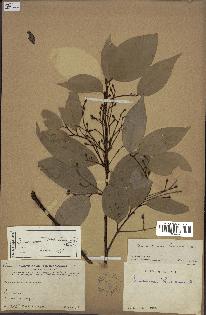 spécimen de Cinnamomum burmannii
