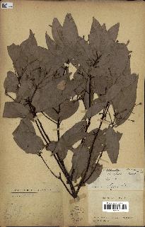 spécimen de Cinnamomum burmannii
