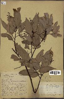 spécimen de Cinnamomum burmannii