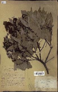 spécimen de Cinnamomum burmannii