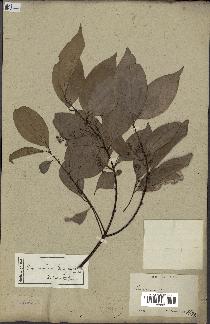 spécimen de Cinnamomum burmannii