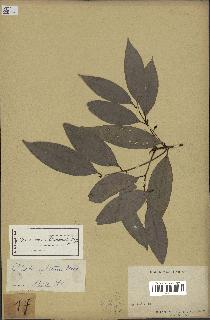 spécimen de Cinnamomum burmannii