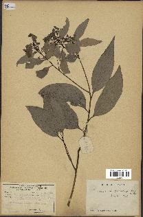 spécimen de Cinnamomum burmannii