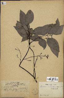 spécimen de Cinnamomum burmannii