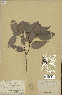 spécimen de Cinnamomum burmannii
