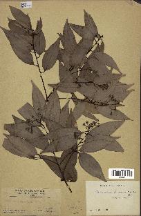 spécimen de Cinnamomum burmannii