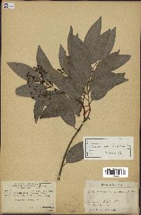 spécimen de Cinnamomum burmannii