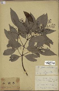 spécimen de Cinnamomum burmannii