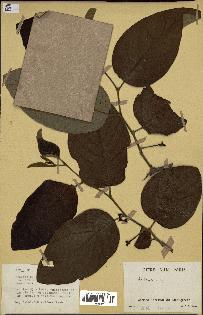 spécimen de Annona sp.