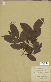 spécimen de indet.