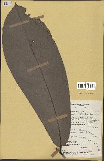 spécimen de Monodora myristica