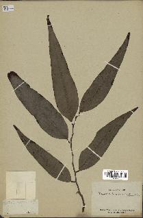 spécimen de Polyalthia longifolia