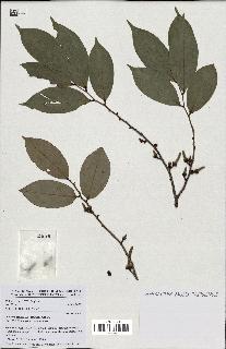 spécimen de Xylopia aethiopica