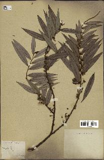 spécimen de Xylopia sp.