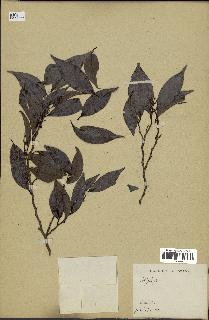 spécimen de Xylopia sp.