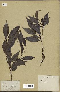 spécimen de Xylopia sp.