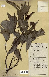 spécimen de Xylopia sp.