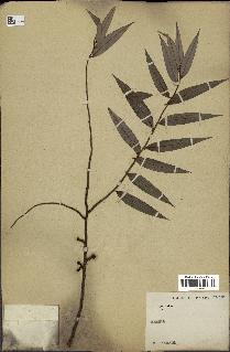 spécimen de Xylopia sp.