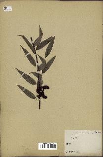 spécimen de Xylopia sp.