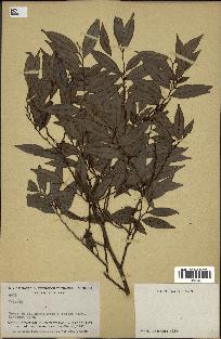 spécimen de Xylopia sp.