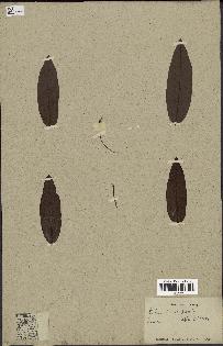 spécimen de Xylopia sp.