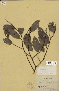 spécimen de Xylopia sp.