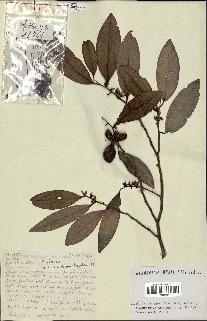 spécimen de Xylopia sp.