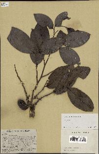 spécimen de Xylopia sp.