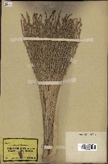 spécimen de Phoenix dactylifera