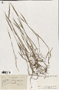 spécimen de Aegilops ventricosa