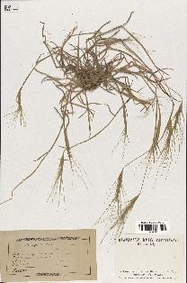 spécimen de Aegilops triuncialis