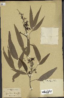 spécimen de Polyalthia longifolia