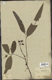 spécimen de Polyalthia longifolia