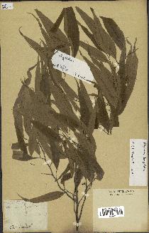 spécimen de Polyalthia longifolia