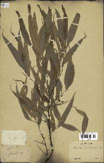 spécimen de Polyalthia longifolia