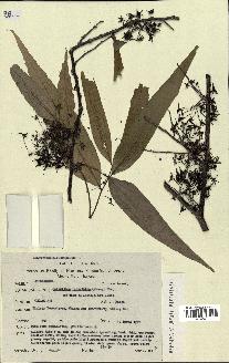 spécimen de Polyalthia longifolia