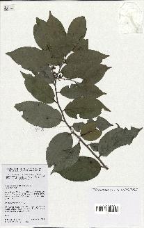 spécimen de Xylopia aethiopica